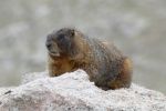 PICTURES/Mt. Evans - Idaho Springs, Colorado/t_Marmot9.JPG